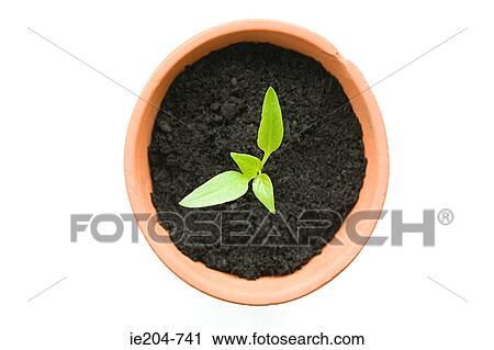 Seedling in a pot View Large Photo Image Stock Image - Seedling in a pot. Fotosearch