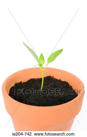 Stock Image - Seedling in a pot. Fotosearch