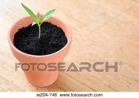 Seedling in a pot View Large Photo Image Stock Photograph - Seedling in a pot. Fotosearch