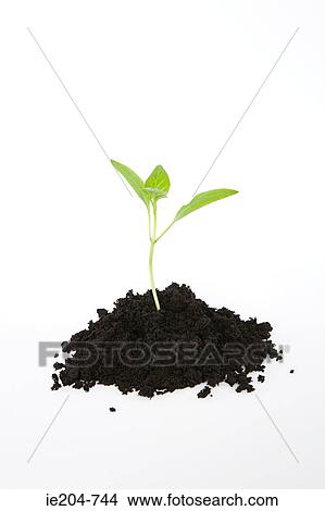 Seedling in soil View Large Photo Image Picture - Seedling in soil. Fotosearch