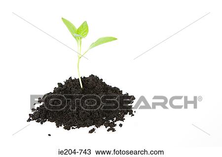 Seedling in soil View Large Photo Image Stock Image - Seedling in soil. Fotosearch