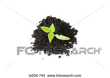 Seedling in soil View Large Photo Image Stock Photography - Seedling in soil. Fotosearch