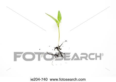 Seedling View Large Photo Image Stock Image - Seedling. Fotosearch