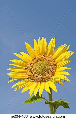 Sunflower View Large Photo Image Stock Photograph - Sunflower. Fotosearch