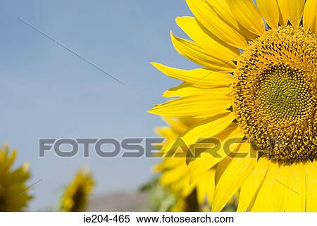 Sunflower View Large Photo Image Stock Photography - Sunflower. Fotosearch