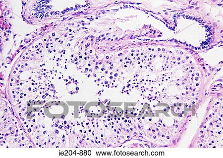 Stock Image - Testis. Fotosearch