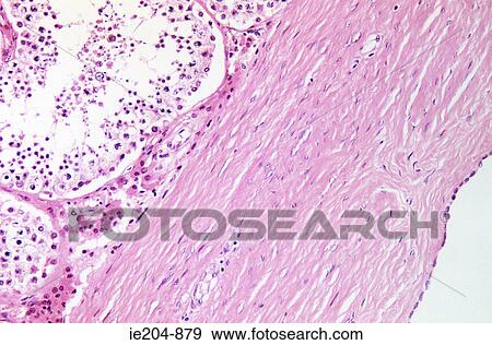 Testis View Large Photo Image Stock Photo - Testis. Fotosearch
