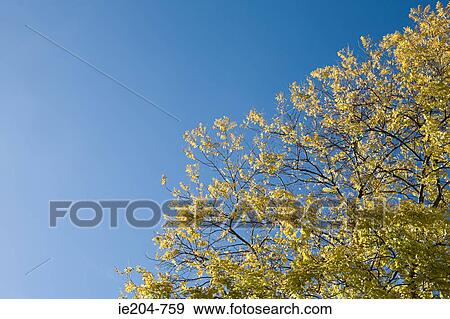 Tree and blue sky View Large Photo Image Stock Photo - Tree and blue sky. Fotosearch