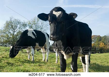 Two cows View Large Photo Image Stock Photo - Two cows. Fotosearch