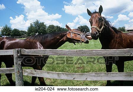 Two horses View Large Photo Image Picture - Two horses. Fotosearch