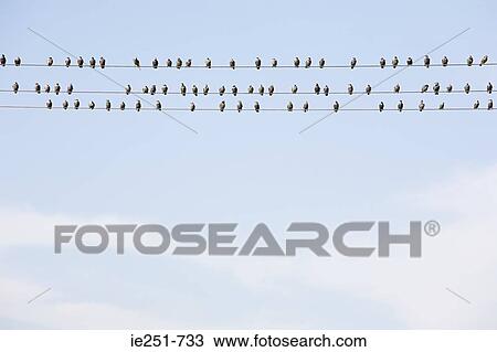 Birds on wires View Large Photo Image Stock Image - Birds on wires. Fotosearch