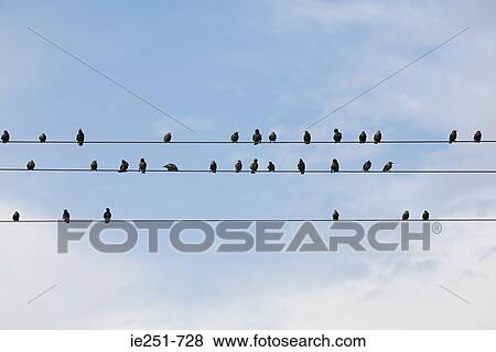 Birds on wires View Large Photo Image Stock Photo - Birds on wires. Fotosearch