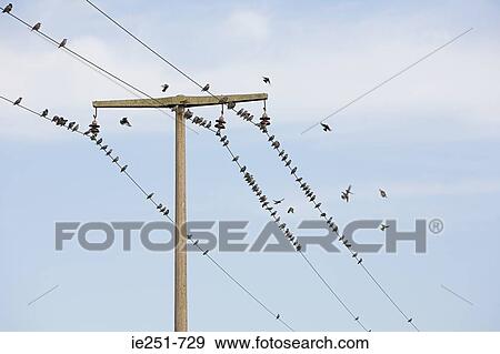 Birds on wires View Large Photo Image Stock Photo - Birds on wires. Fotosearch