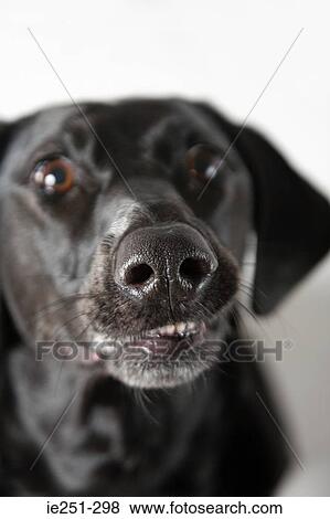 Black labrador View Large Photo Image Stock Photo - Black labrador. Fotosearch