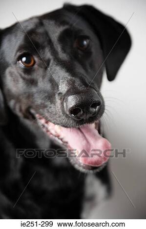 Black labrador View Large Photo Image Stock Photo - Black labrador. Fotosearch