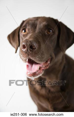 Chocolate labrador View Large Photo Image Stock Photograph - Chocolate labrador. Fotosearch