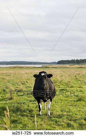 Cow in a field View Large Photo Image Stock Photography - Cow in a field. Fotosearch