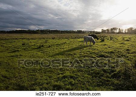 Cows grazing in field View Large Photo Image Stock Photo - Cows grazing in field. Fotosearch