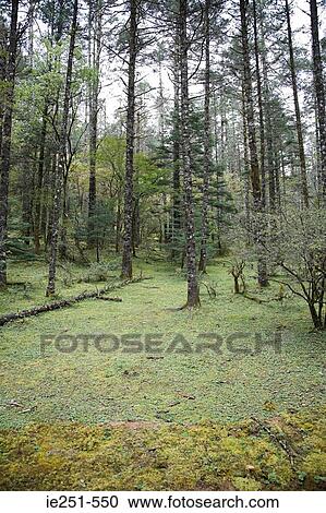 Forest View Large Photo Image Stock Image - Forest. Fotosearch