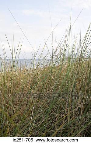 Grass by coast View Large Photo Image Stock Photograph - Grass by coast. Fotosearch