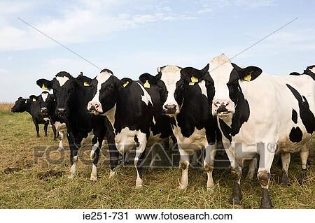 Herd of cows View Large Photo Image Stock Image - Herd of cows. Fotosearch