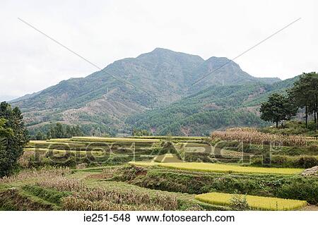 Stock Photo - Rice terraces lijiang china. Fotosearch