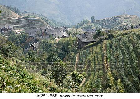 Rice terraces View Large Photo Image Stock Photo - Rice terraces. Fotosearch