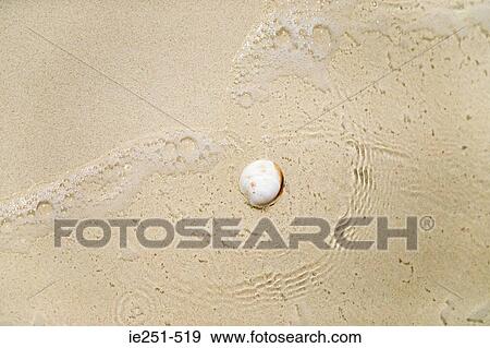 Seashell on beach View Large Photo Image Stock Photo - Seashell on beach. Fotosearch