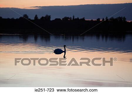 Swan on lake at sunset View Large Photo Image Stock Image - Swan on lake at sunset. Fotosearch