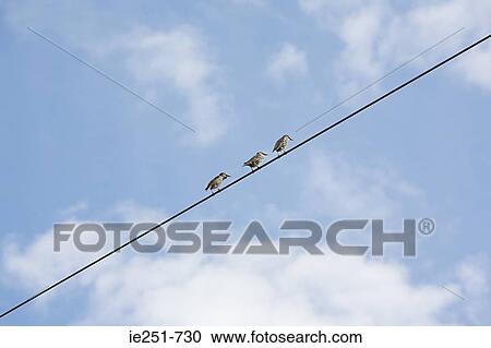 Three birds on a wire View Large Photo Image Stock Image - Three birds on a wire. Fotosearch