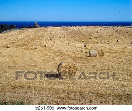 Stock Photography - Field by the sea. Fotosearch