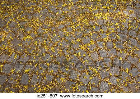 Flowers on paving stones View Large Photo Image Stock Photo - Flowers on paving stones. Fotosearch