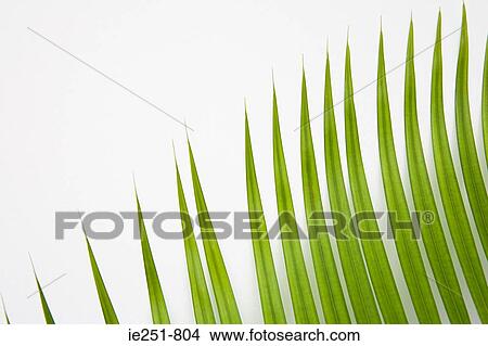 Leaves View Large Photo Image Picture - Leaves. Fotosearch