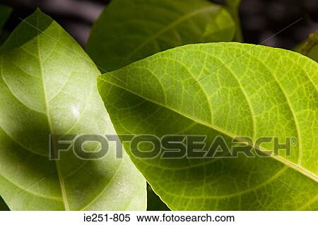 Leaves View Large Photo Image Stock Photography - Leaves. Fotosearch