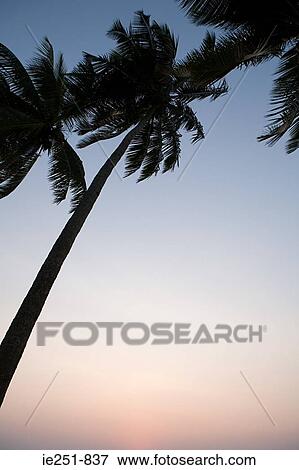 Palm trees at sunset View Large Photo Image Stock Photo - Palm trees at sunset. Fotosearch
