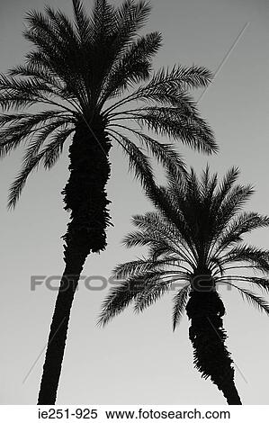 Palm trees View Large Photo Image Stock Photography - Palm trees. Fotosearch