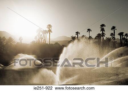 Stock Image - Sprinklers and palm trees. Fotosearch