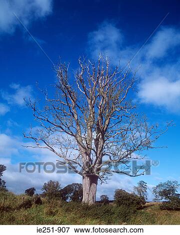 Tree in a field View Large Photo Image Stock Photo - Tree in a field. Fotosearch