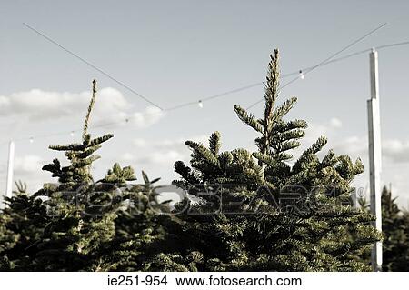 Picture - Trees. Fotosearch