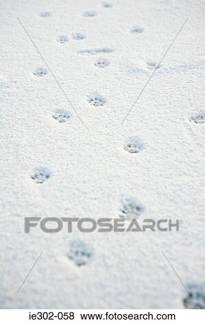 Animal tracks in the snow View Large Photo Image Stock Photo - Animal tracks in the snow. Fotosearch