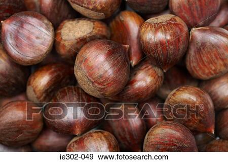 Chestnuts View Large Photo Image Stock Photo - Chestnuts. Fotosearch