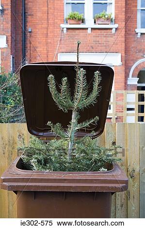 Chirstmas tree in wheelie bin View Large Photo Image Stock Photography - Chirstmas tree in wheelie bin. Fotosearch