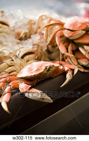 Crabs View Large Photo Image Stock Photography - Crabs. Fotosearch