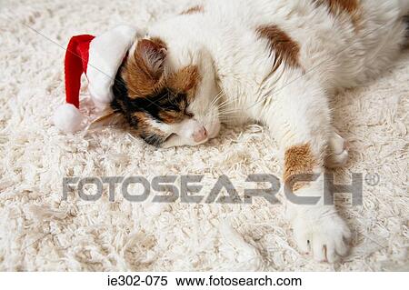 Cute christmas cat View Large Photo Image Stock Photography - Cute christmas cat. Fotosearch