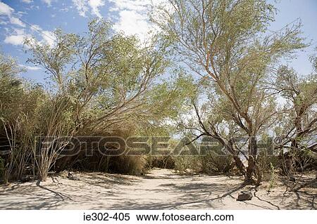Death valley national park View Large Photo Image Stock Photography - Death valley national park. Fotosearch