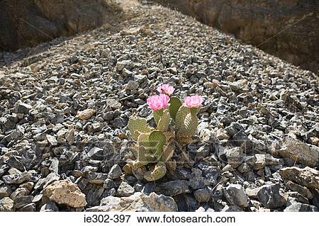 Stock Photo - Flowering cactus on rocks. Fotosearch