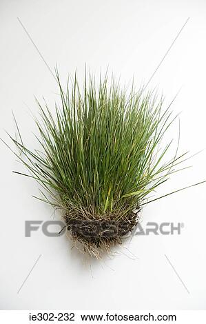 Stock Image - Grass. Fotosearch
