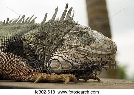 Iguana View Large Photo Image Stock Photo - Iguana. Fotosearch