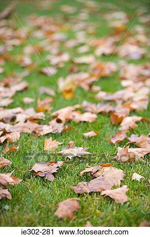 Leaves on grass View Large Photo Image Stock Image - Leaves on grass. Fotosearch