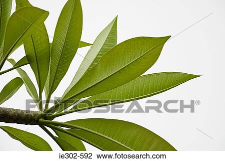 Stock Image - Leaves. Fotosearch